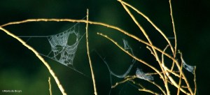 spider webs IMG_0292©Maria de Bruyn res