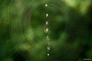 trashline orbweaver spider web IMG_7471©Maria de Bruynres