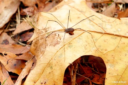 harvestman IMG_2090© Maria de Bruyn res