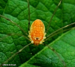 Harvestman IMG_7970©Maria de Bruyn