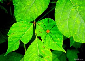 Harvestman IMG_9238©Maria de Bruyn blog 2