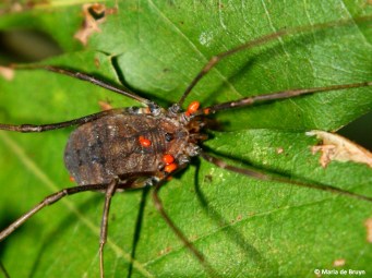 harvestman mites IMG_2021©Maria de Bruyn bg