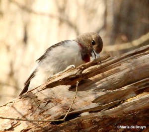 Red-headed woodpecker IMG_0574© Maria de Bruyn