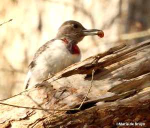 Red-headed woodpecker IMG_0576© Maria de Bruyn