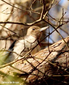 Red-headed woodpecker IMG_0605© Maria de Bruyn