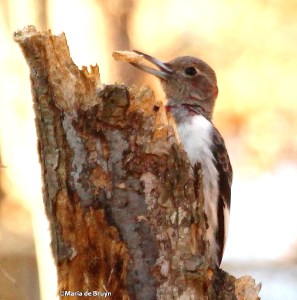 Red-headed woodpecker IMG_0612© Maria de Bruyn