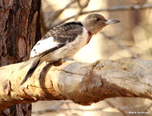 Red-headed woodpecker IMG_0654© Maria de Bruyn