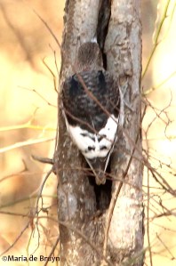 Red-headed woodpecker IMG_0700© Maria de Bruyn