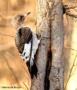 Red-headed woodpecker IMG_0707© Maria de Bruyn