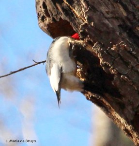 Red-headed woodpecker IMG_8082© Maria de Bruyn