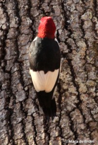 Red-headed woodpecker IMG_8345© Maria de Bruyn res