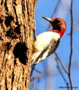 Red-headed woodpecker IMG_8625© Maria de Bruyn