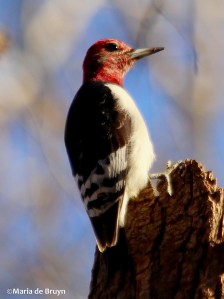 Red-headed woodpecker IMG_8734© Maria de Bruyn res
