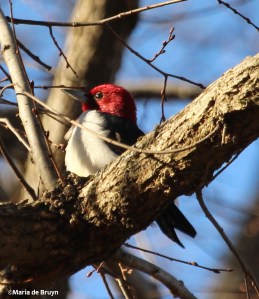 Red-headed woodpecker IMG_9062© Maria de Bruyn (2)