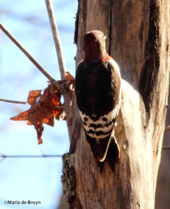 Red-headed woodpecker IMG_9202© Maria de Bruyn res