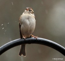 chipping sparrow IMG_4817© Maria de Bruyn res