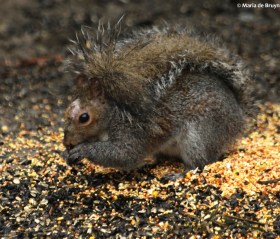 Eastern gray squirrel IMG_4325© Maria de Bruyn res