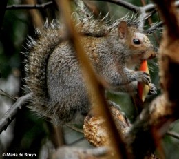 Eastern gray squirrel IMG_4334© Maria de Bruyn res