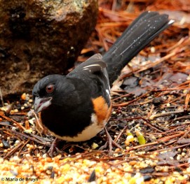 Eastern towhee IMG_4924© Maria de Bruyn res