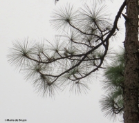 longleaf pine IMG_0015©Maria de Bruyn res