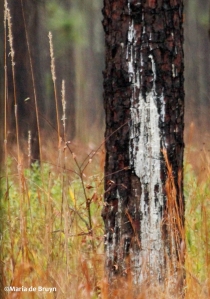 longleaf pine IMG_9042©Maria de Bruyn res