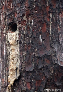 longleaf pine IMG_9046©Maria de Bruyn res