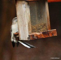 Northern mockingbird IMG_4503© Maria de Bruyn res