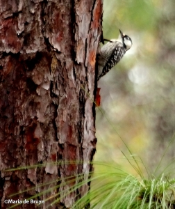 red-cockaded woodpecker IMG_9165 ©Maria de Bruyn