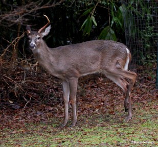 white-tailed deer IMG_4001© Maria de Bruyn res