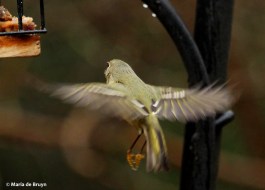 ruby-crowned kinglet IMG_0271© Maria de Bruyn res