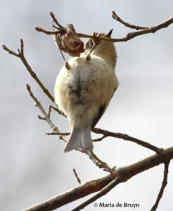 ruby-crowned kinglet IMG_3539©Maria de Bruyn