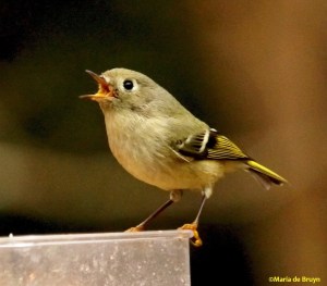 ruby-crowned kinglet IMG_4174 ©Maria de Bruyn res signed