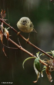 ruby-crowned kinglet IMG_4734© Maria de Bruyn res