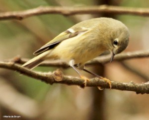 ruby-crowned kinglet IMG_8747© Maria de Bruyn