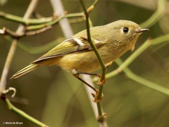 ruby-crowned kinglet IMG_8776© Maria de Bruyn res