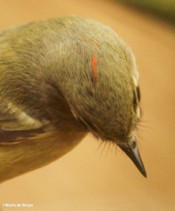 ruby-crowned kinglet IMG_8791© Maria de Bruyn 2