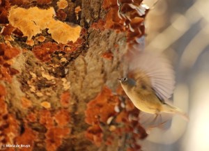 ruby-crowned kinglet IMG_9406© Maria de Bruyn res