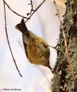 ruby-crowned kinglet IMG_9419© Maria de Bruyn