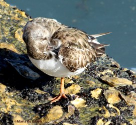 ruddy turnstone IMG_0284©Maria de Bruyn res