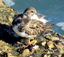 ruddy turnstone IMG_0317©Maria de Bruyn res