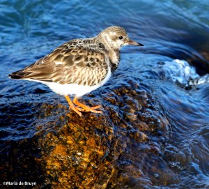 ruddy turnstone IMG_8605©Maria de Bruyn res