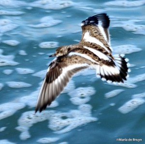 ruddy turnstone IMG_8651©Maria de Bruyn res