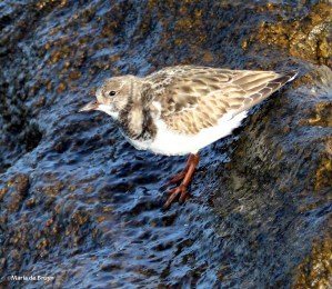 ruddy turnstone IMG_8782©Maria de Bruyn