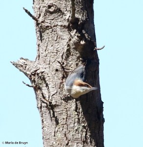 brown-headed nuthatch DK7A0438© Maria de Bruyn