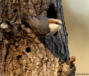 brown-headed nuthatch DK7A4649© Maria de Bruyn res