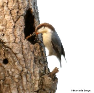 brown-headed nuthatch DK7A4943© Maria de Bruyn
