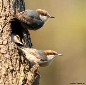 brown-headed nuthatch DK7A5331© Maria de Bruyn res