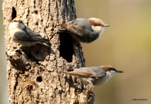 brown-headed nuthatch DK7A5353© Maria de Bruyn res