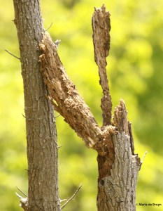 brown-headed nuthatch DK7A9827© Maria de Bruyn res
