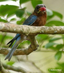 Eastern bluebird DK7A3411© Maria de Bruyn res